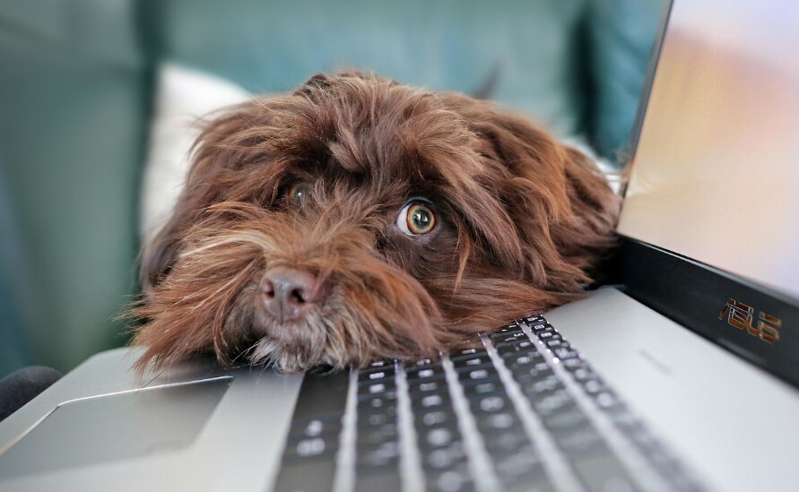 The Unexpected Benefits of a Dog Journal - fluffy brown dog looking over edge of laptop computer