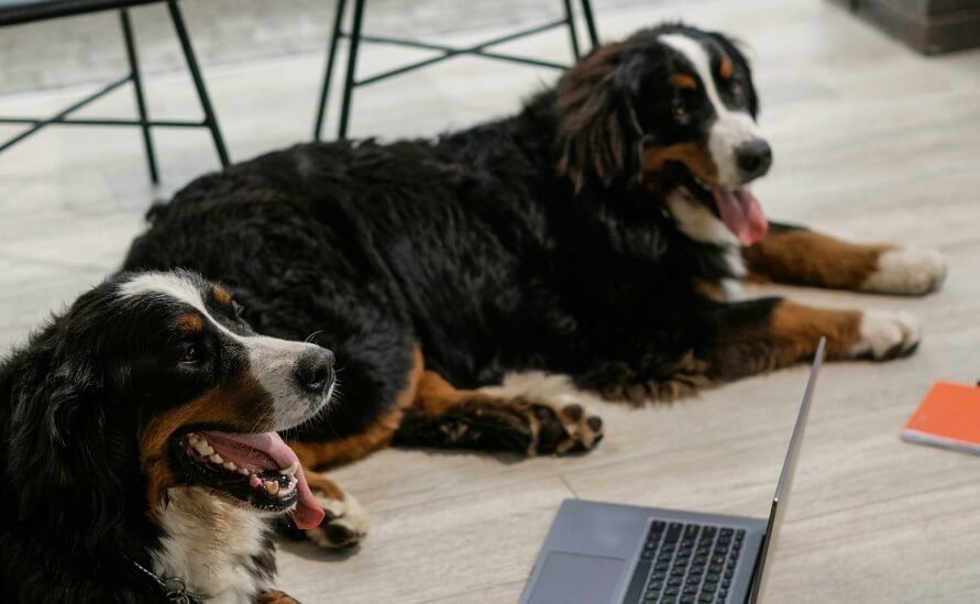 The Unexpected Benefits of a Dog Journal - two bernese mountain dogs with laptop computer and notebooks