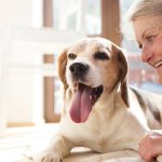 Dog Dementia: Can Diet Help Protect Your Dog’s Brain?