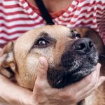What To Do If Your Dog Is Choking: Step-by-Step Emergency Guide