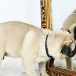 Can Dogs See Their Reflection in a Mirror?