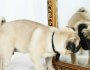 Can Dogs See Their Reflection in a Mirror?