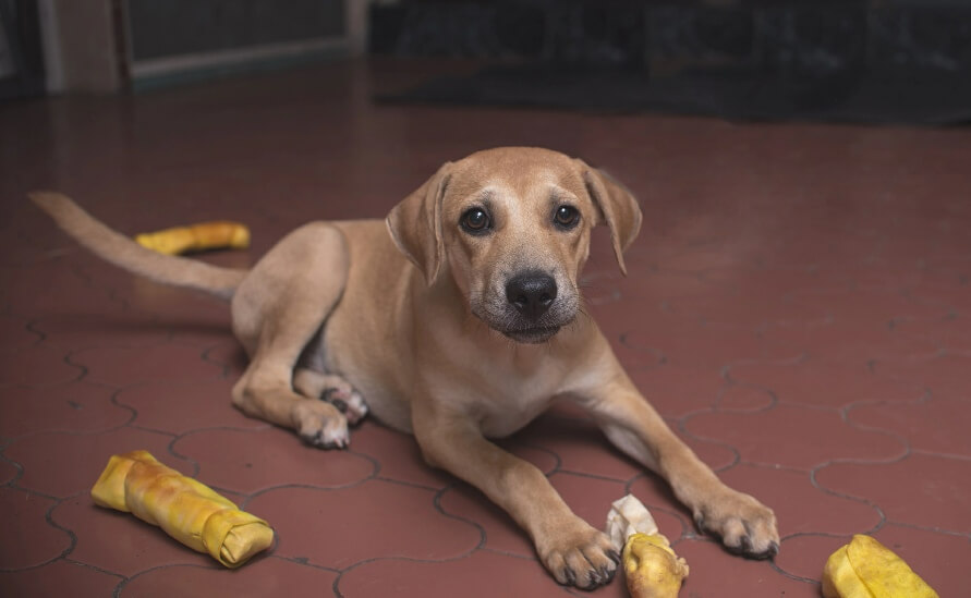 What To Do If Your Dog Is Choking - light brown puppy with chews and toys strewn on the floor