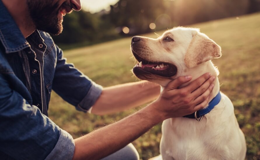 What To Do If Your Dog Is Choking - man putting hand on yellow labrador's neck