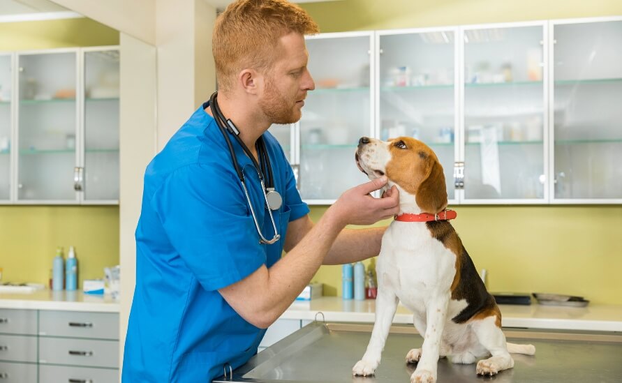 What To Do If Your Dog Is Choking - vet examining beagle for choking