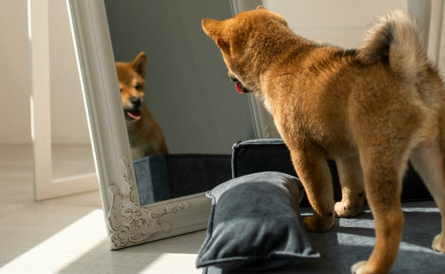 reflection in a mirror - An adorable Shiba Inu puppy is standing on a plush bed, looking curiously at its own reflection in a standing mirror.