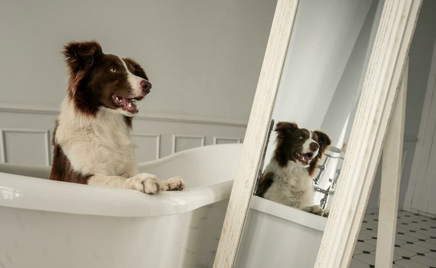 reflection in a mirror - Brown and white Border Collie sits inside a white bathtub, looking at its reflection in a large, leaning mirror