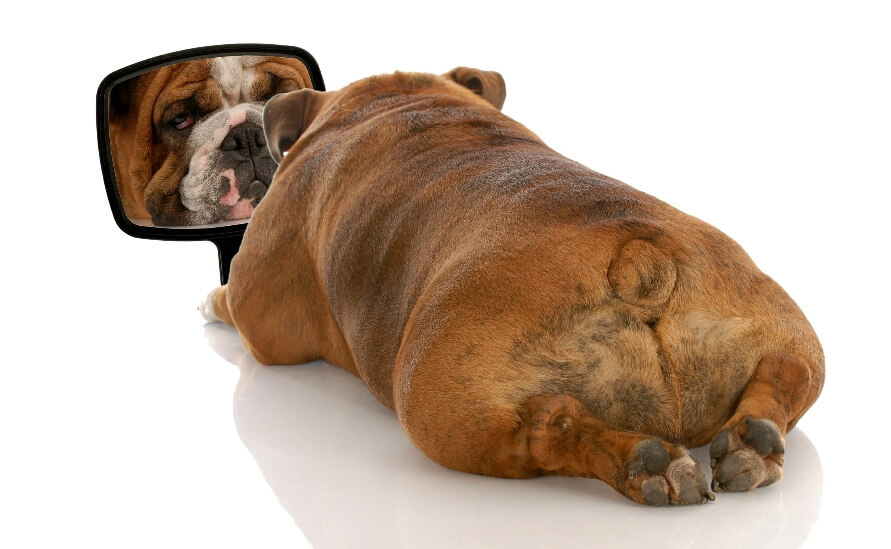 reflection in a mirror - english bulldog looking in a mirror