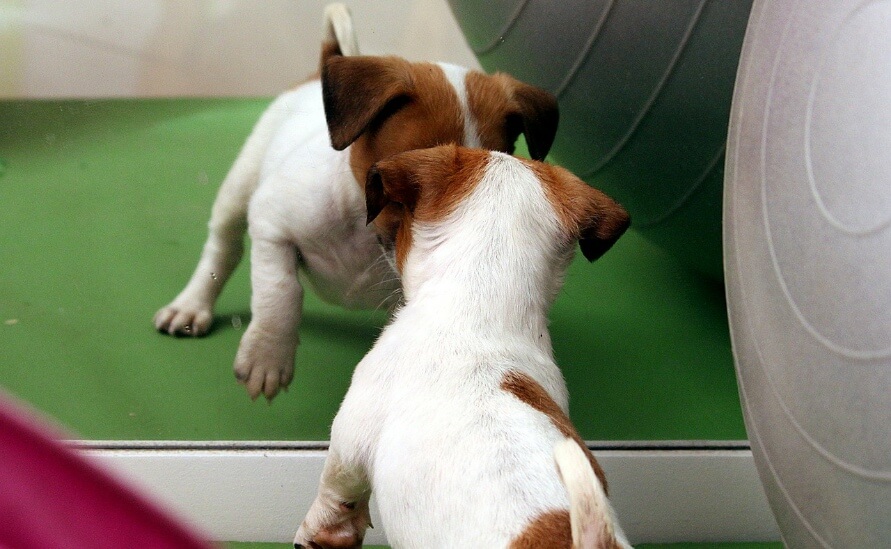 reflection in a mirror - jack russell puppy looking in a mirror