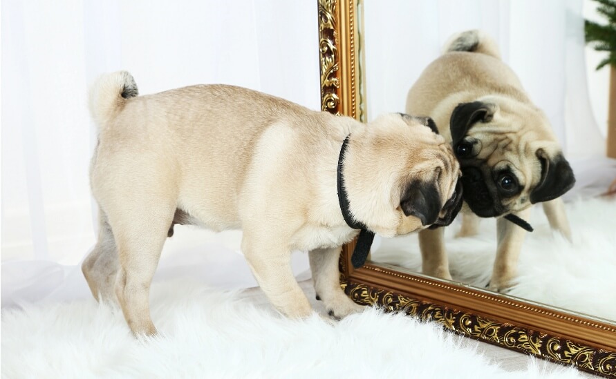 Can Dogs See Their Reflection in a Mirror? 