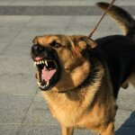 Reactive Dog on Walks? Here’s What to Do
