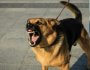 Reactive Dog on Walks? Here’s What to Do