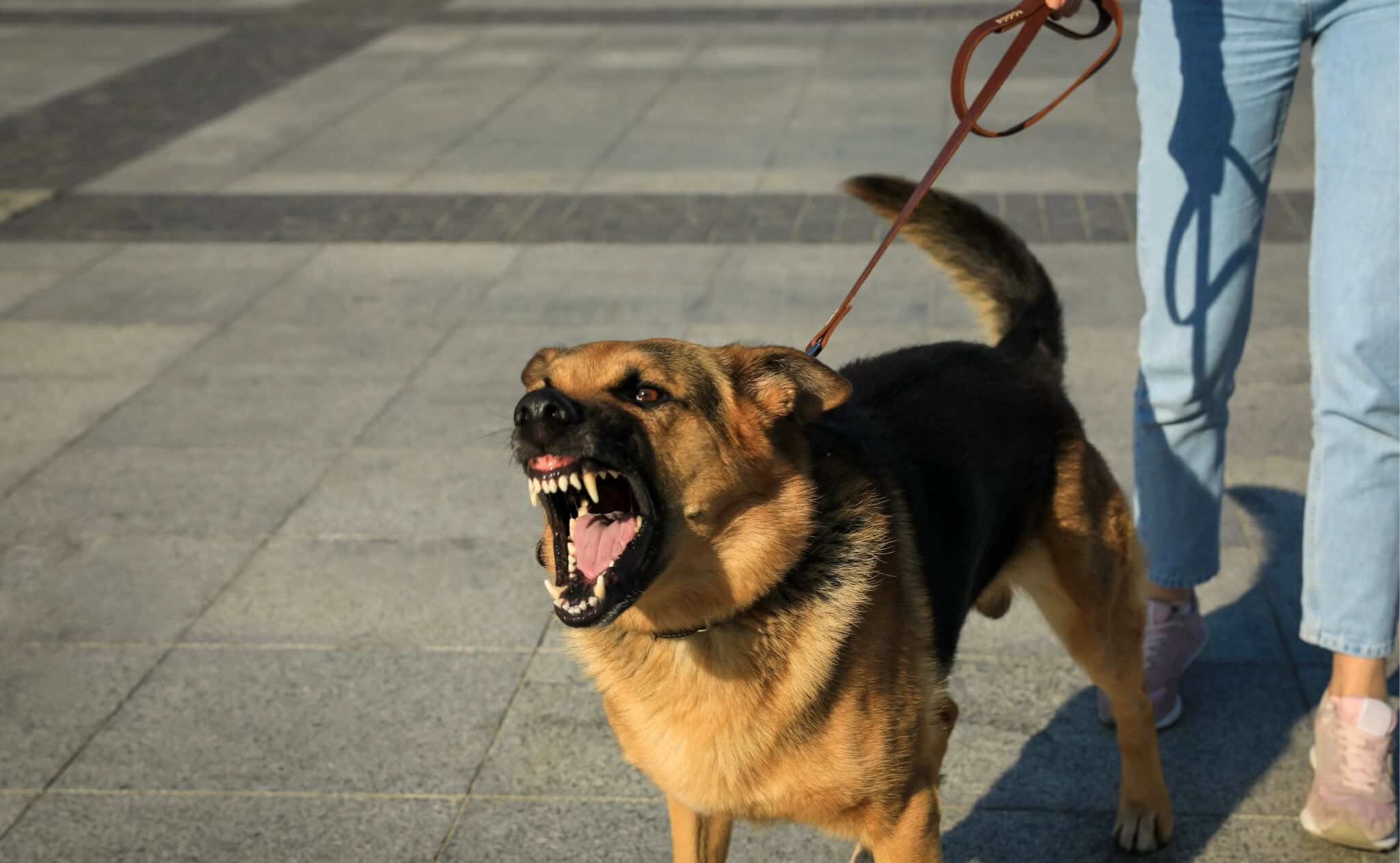 Reactive Dog on Walks? Here’s What to Do