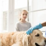 11 Warning Signs Your Dog Needs Emergency Veterinary Care
