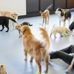 Is Dog Daycare Right for My Dog? 7 Signs Your Dog May Need It