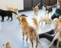 Is Dog Daycare Right for My Dog? 7 Signs Your Dog May Need It