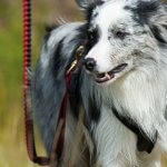 Is Biking With Your Dog Safe? Pros, Cons, and Safer Alternatives