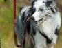 Is Biking With Your Dog Safe? Pros, Cons, and Safer Alternatives