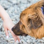How to Socialize a Shy Dog (Without Overwhelming Them)