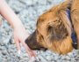 How to Socialize a Shy Dog (Without Overwhelming Them)