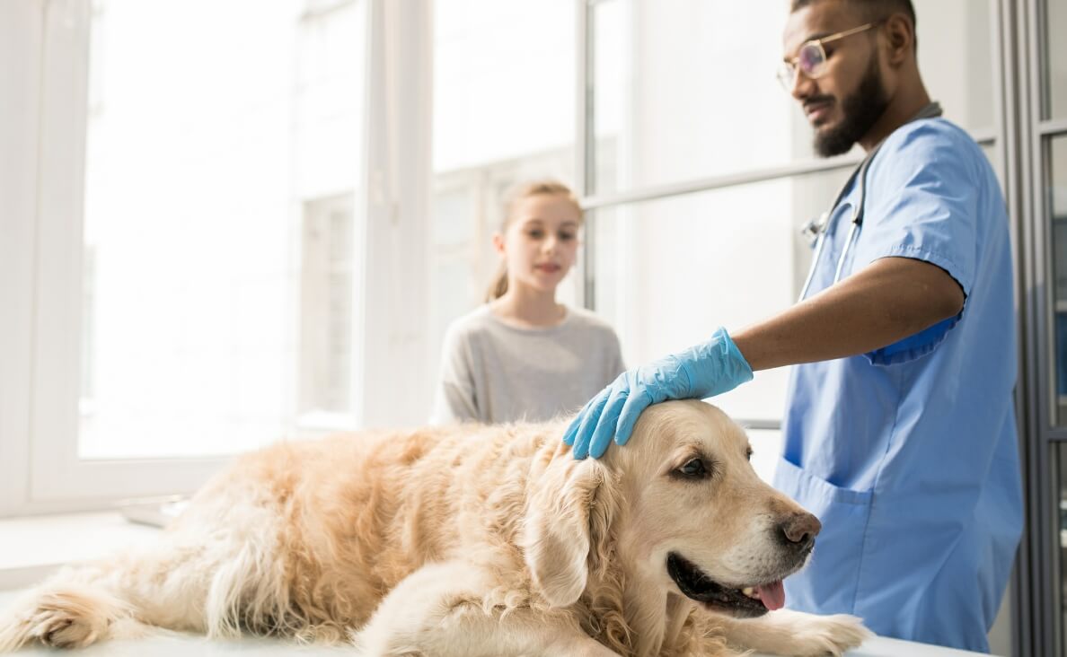 11 Warning Signs Your Dog Needs Emergency Veterinary Care