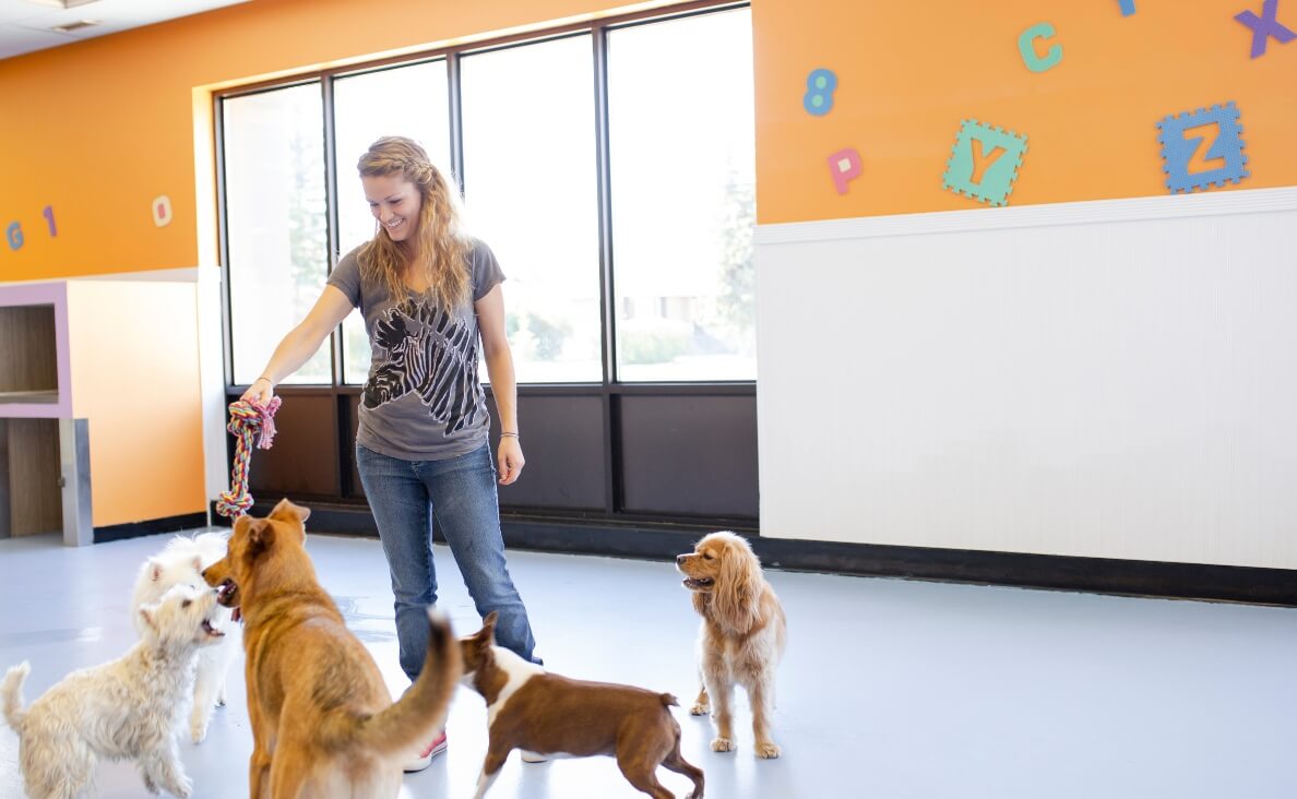 IS DOG DAYCARE RIGHT FOR MY DOG - FEMALE DAYCARE WORKER PLAYING TUG WITH DOGS