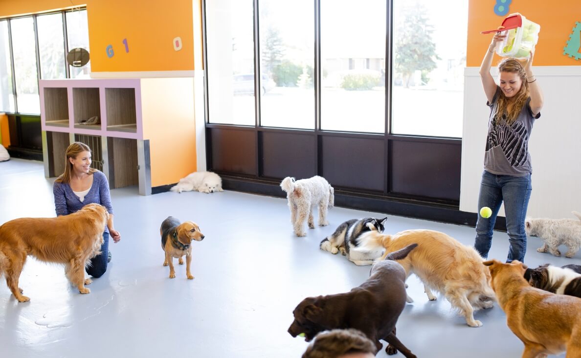 IS DOG DAYCARE RIGHT FOR MY DOG - FEMALE DAYCARE WORKERS OPENING UP BALLS FOR PLAY