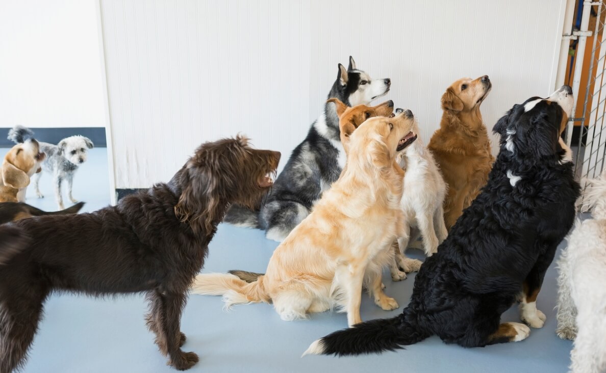 IS DOG DAYCARE RIGHT FOR MY DOG - GROUP OF DOGS GREETING SOMEONE AT DAYCARE