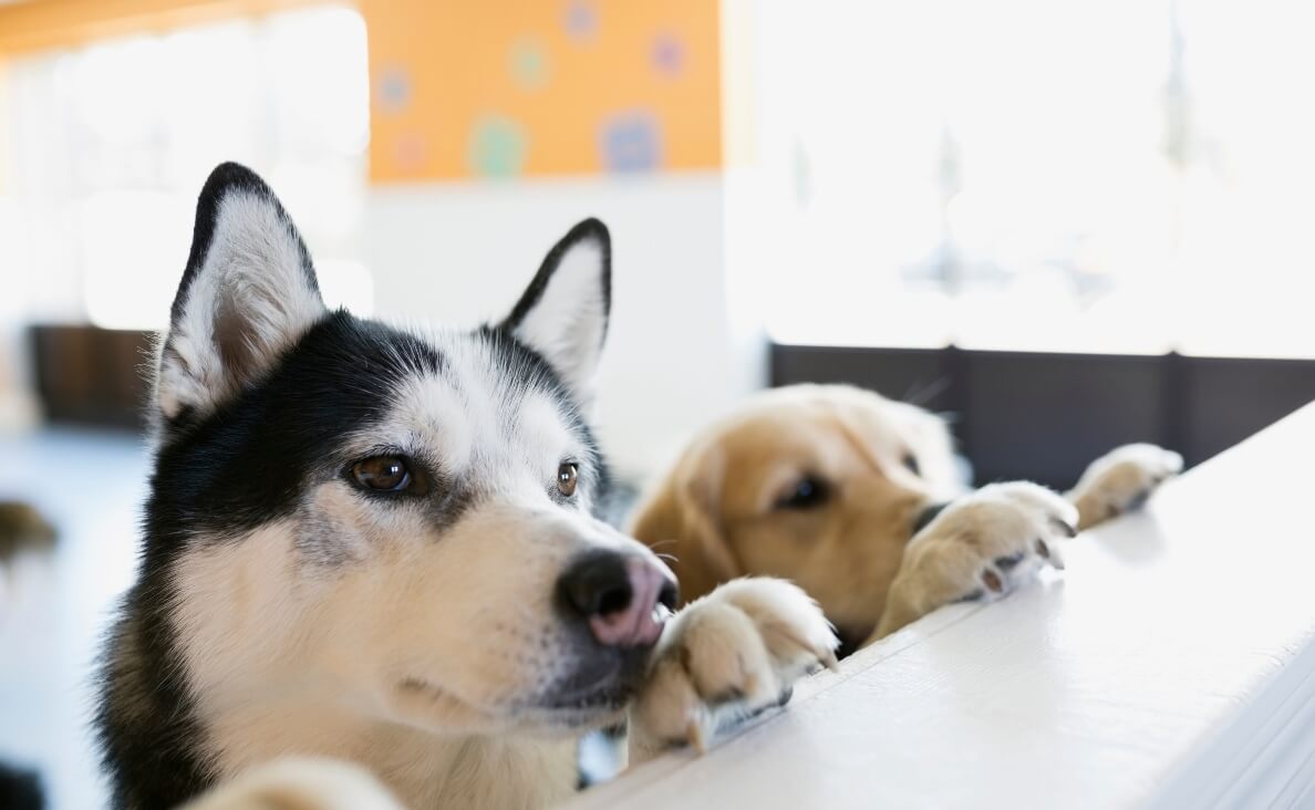 IS DOG DAYCARE RIGHT FOR MY DOG - HUSKY AND GOLDEN RETRIEVER AT DAYCARE COUNTER
