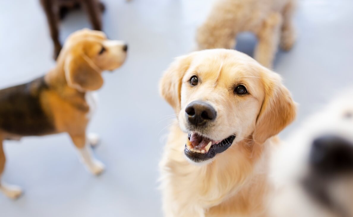  IS DOG DAYCARE RIGHT FOR MY DOG - LABRADOR, BEAGLE AND POODLE IN DAYCARE