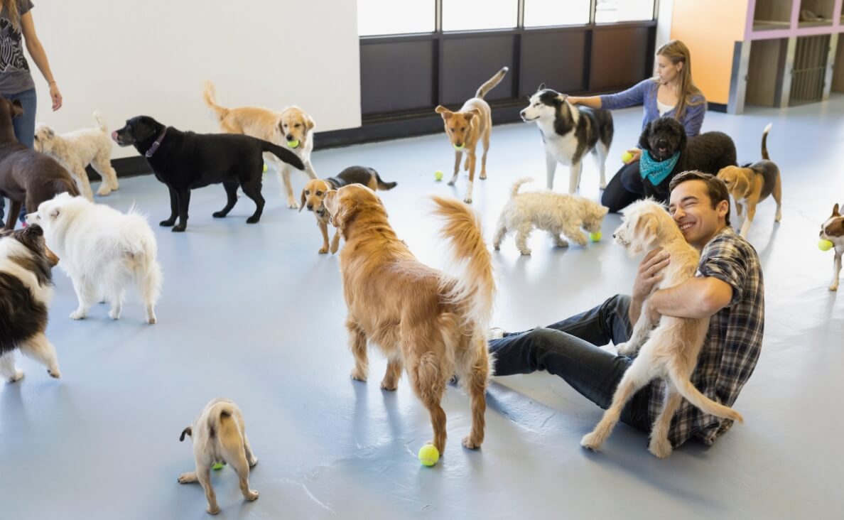 Is Dog Daycare Right for My Dog? 7 Signs Your Dog May Benefit from Daycare