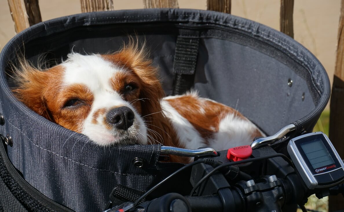 Is Biking With Your Dog Safe - Cavalier King Charles Spaniel in bicycle basket