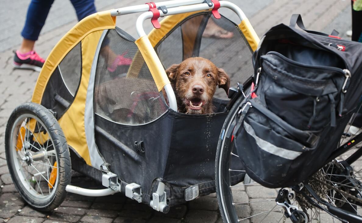 Is Biking With Your Dog Safe - brown dog in dog bicycle trailer