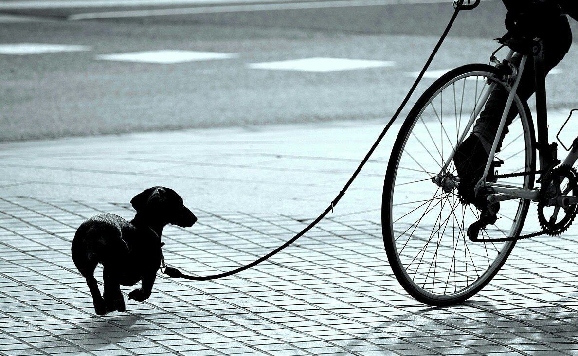 Is Biking With Your Dog Safe - dachshund on leash behind bicycle