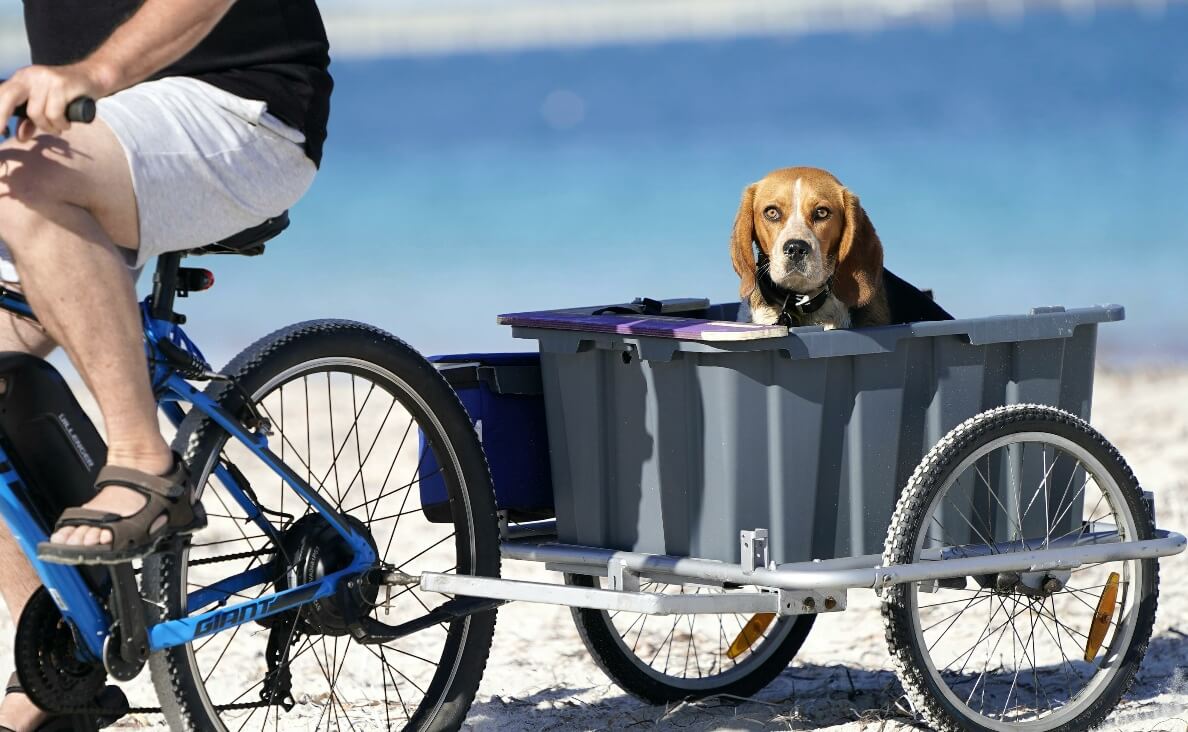 Is Biking With Your Dog Safe - dog riding in wagon behind man riding bicycle on beach