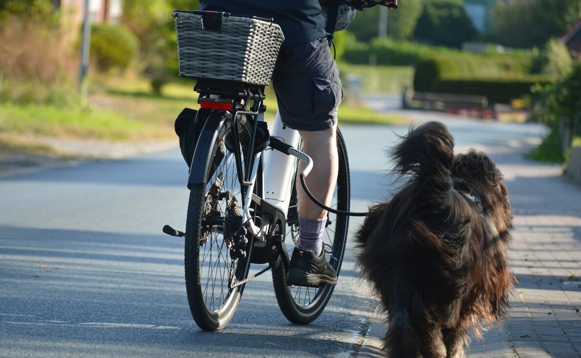 Is Biking With Your Dog Safe - fluffy long-haired brown dog walking next to bicycle