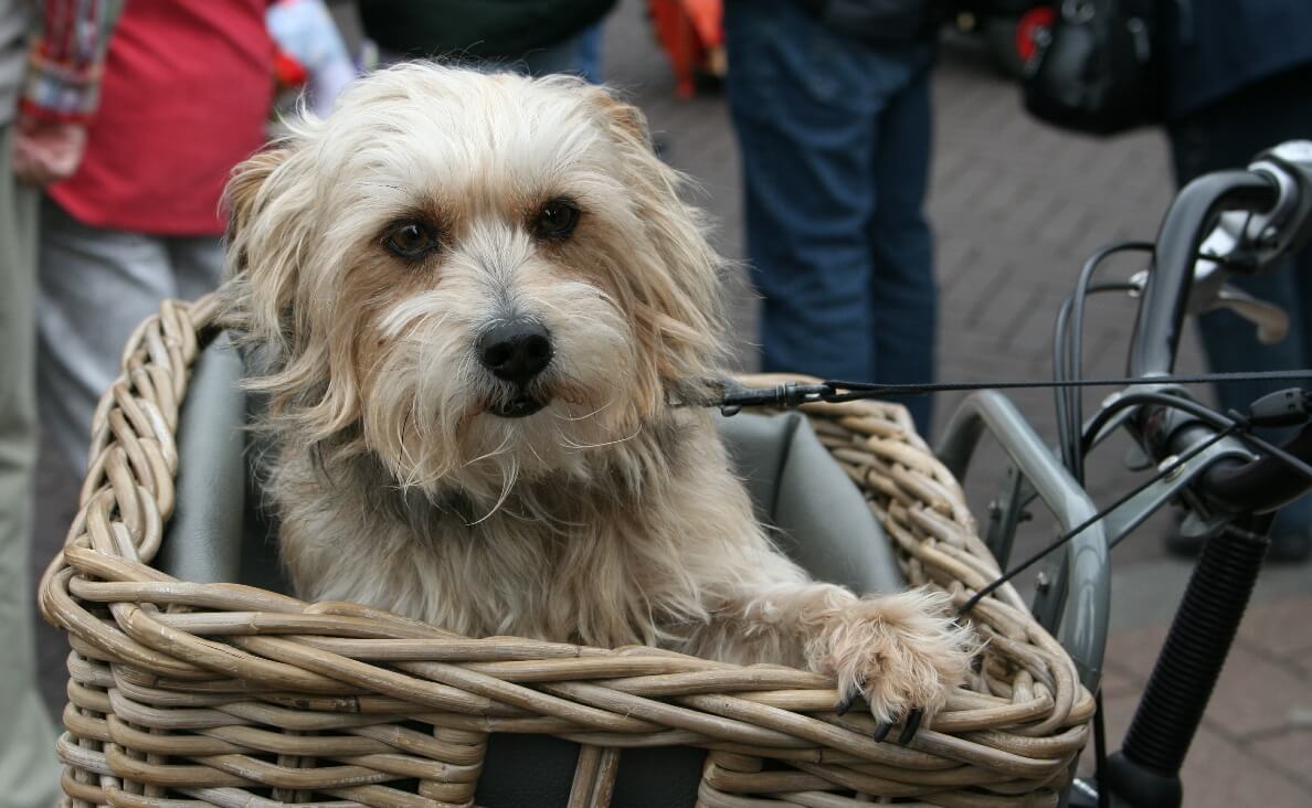 Is Biking With Your Dog Safe - fluffy white dog in bicycle basket