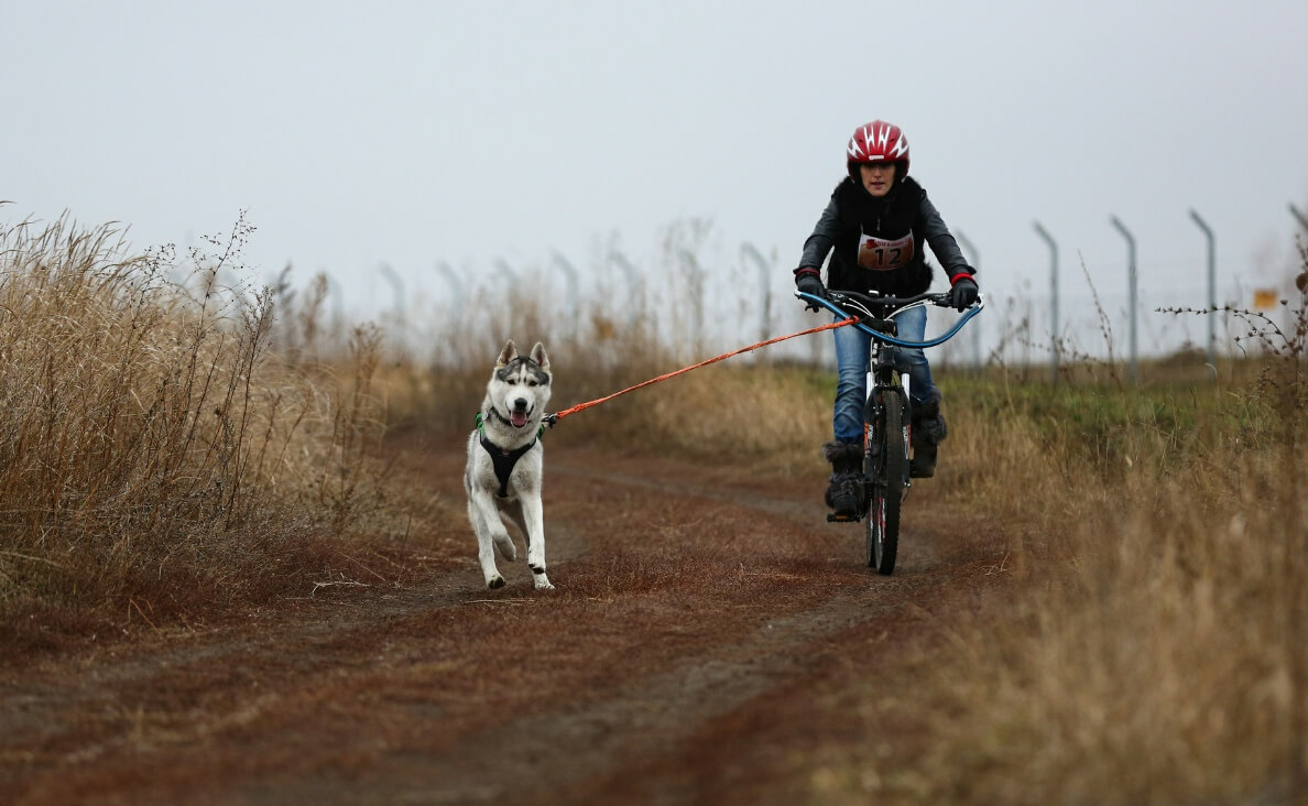 Is Biking With Your Dog Safe - husky dog running next to man riding his bicycle