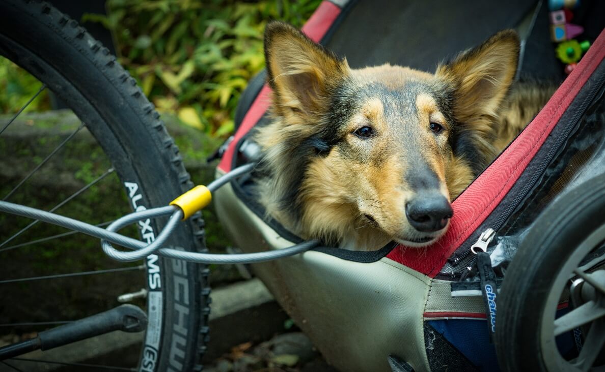 Is Biking With Your Dog Safe - rough collie in bicycle trailer