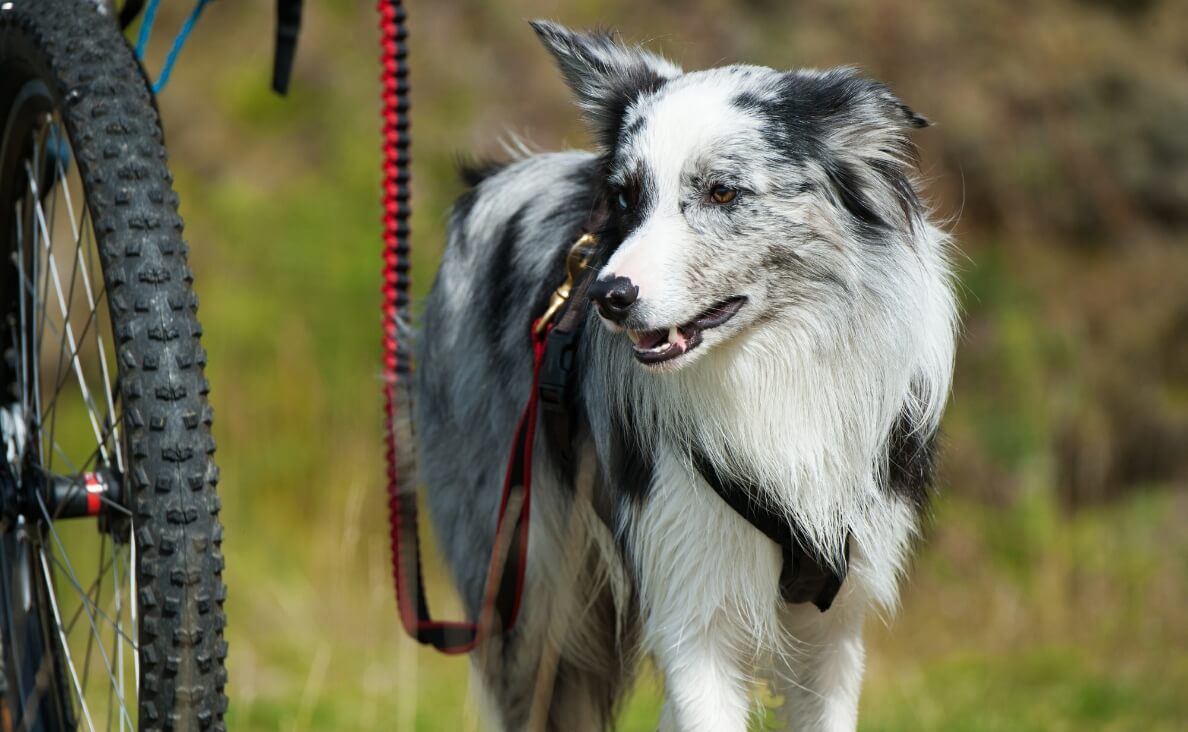 Is Biking With Your Dog Safe? Pros, Cons, and Safer Alternatives
