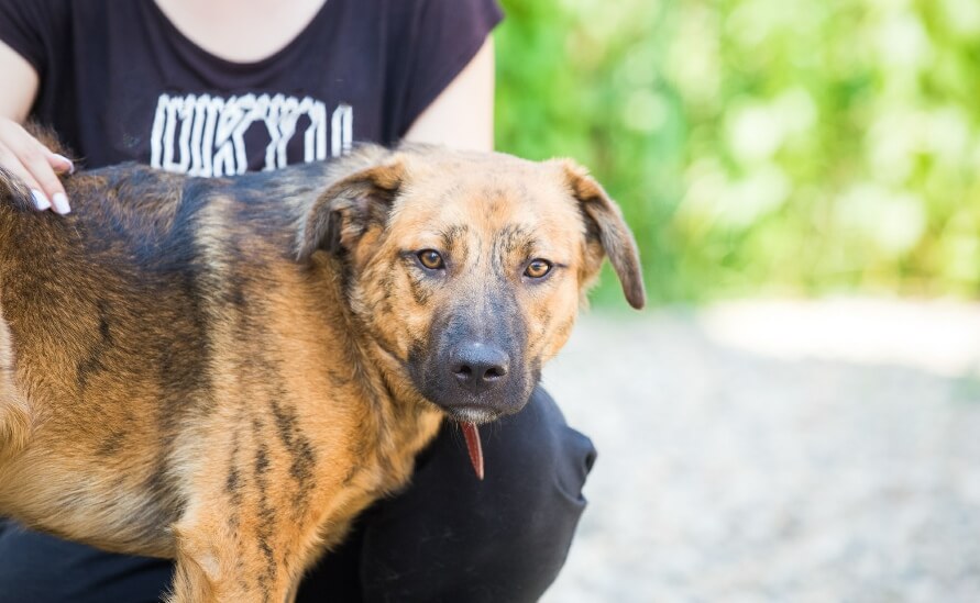 How to Socialize a Shy Dog (Without Overwhelming Them)