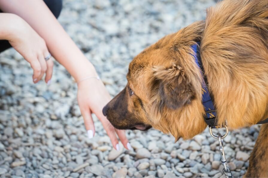 How to Socialize a Shy Dog (Without Overwhelming Them)