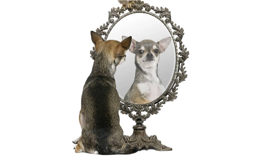 reflection in a mirror - chihuahua looking at reflection in the mirror