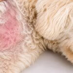 Why Does My Dog Have a Rash? Common Causes, Symptoms, and When to Call the Vet