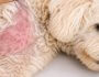 Why Does My Dog Have a Rash? Common Causes, Symptoms, and When to Call the Vet