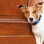 Why Dogs Scratch Doors and How to Stop It