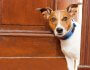 Why Dogs Scratch Doors and How to Stop It