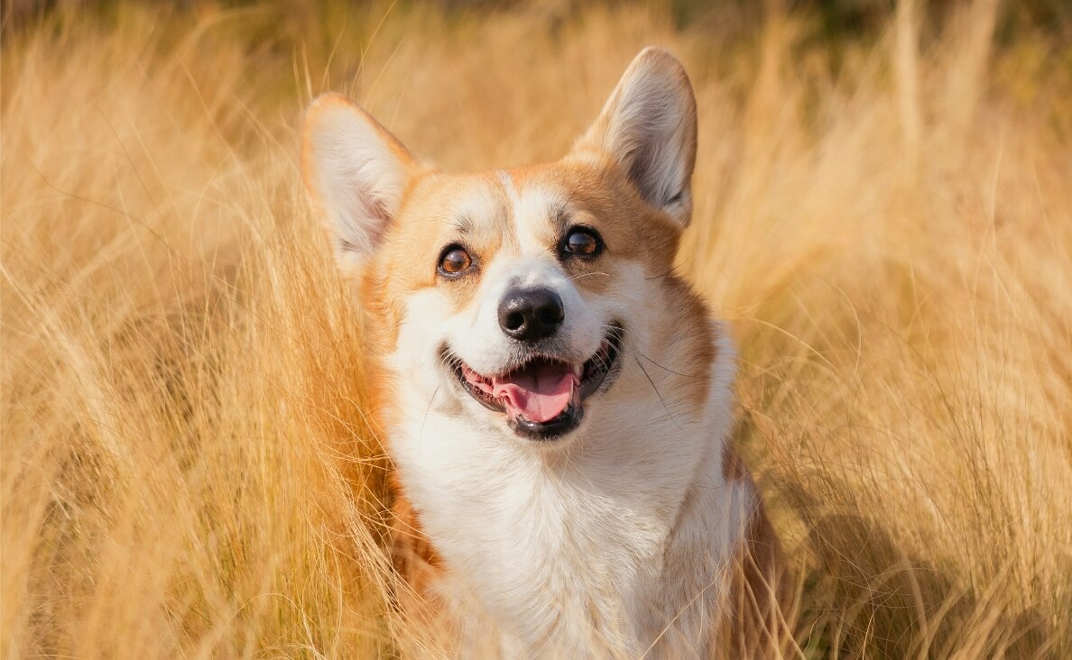 Protecting Your Dog from Cheatgrass and Foxtails - Corgi in tall grass