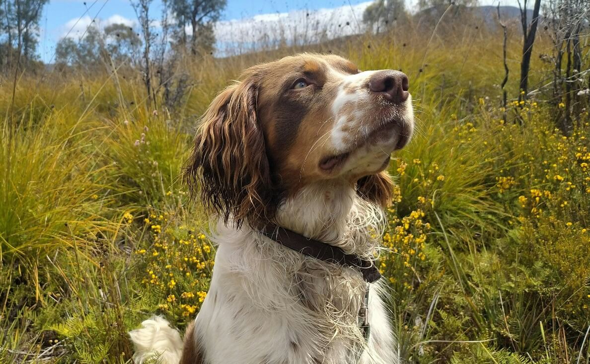 Protecting Your Dog from Cheatgrass and Foxtails - English Springer Spaniel in field