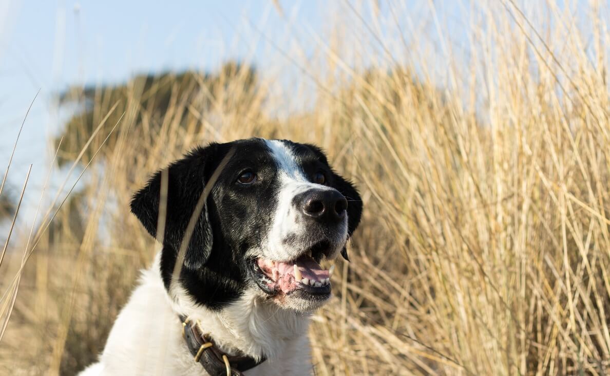 Protecting Your Dog from Cheatgrass and Foxtails - black and white lab pointer mix in field of dry grass
